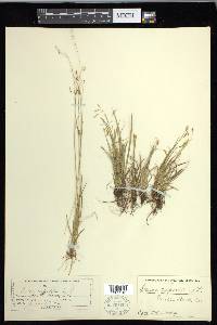 Carex capillaris image