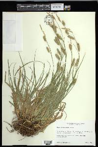 Carex cherokeensis image