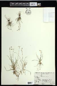 Carex capillaris image