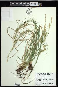 Carex cherokeensis image