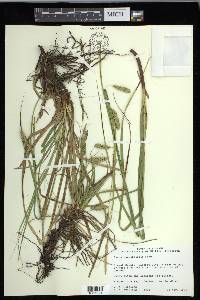 Carex cherokeensis image