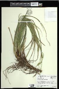 Carex cherokeensis image