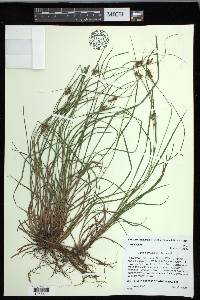 Carex caroliniana image