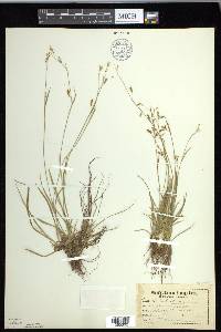 Carex capillaris image