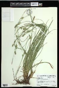 Carex cherokeensis image