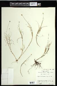 Carex chordorrhiza image