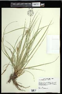 Carex cherokeensis image