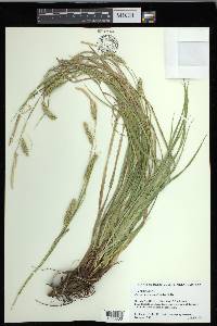 Carex cherokeensis image