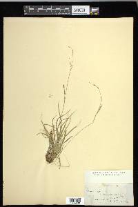 Carex capillaris image