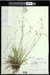 Carex capillaris image