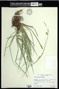 Carex cherokeensis image