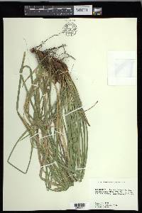 Carex cherokeensis image