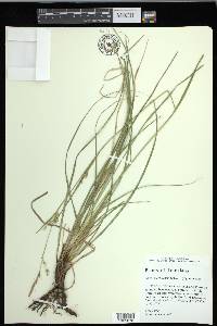 Carex cherokeensis image