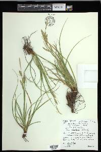 Carex cherokeensis image