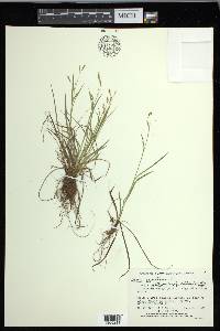 Carex capillaris image