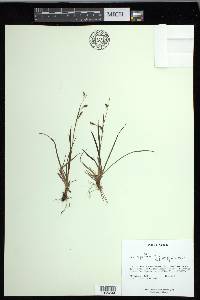 Carex capillaris image