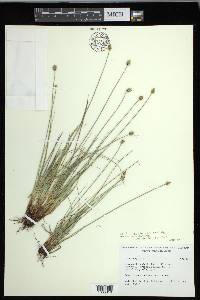 Carex capitata image