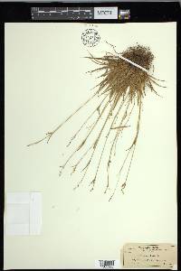 Carex capillaris image