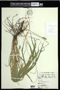 Carex cephaloidea image