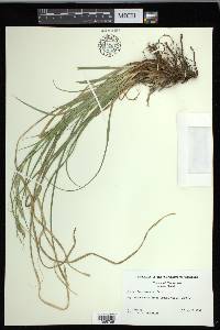 Carex cherokeensis image