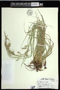 Carex cherokeensis image