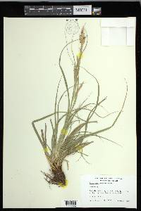 Carex cherokeensis image