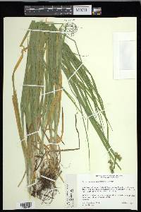 Carex cephaloidea image