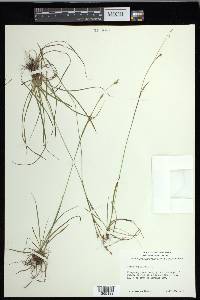 Carex capillaris image