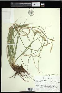 Carex cherokeensis image