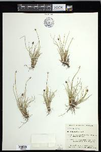 Carex capitata image