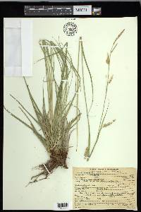 Carex cherokeensis image