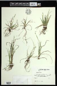 Carex capillaris image