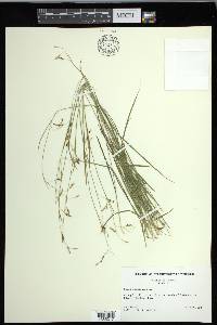 Carex capillaris image