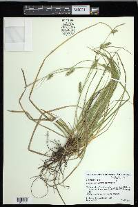 Carex cherokeensis image