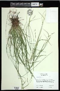 Carex collinsii image