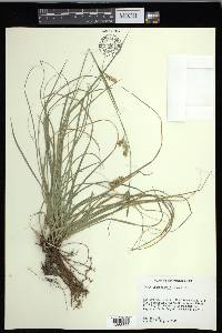 Carex cherokeensis image