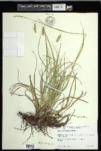 Carex cherokeensis image