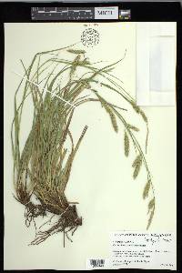 Carex cherokeensis image