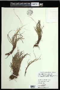 Carex capillaris image