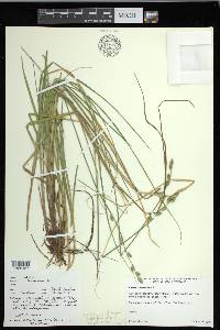 Carex canescens subsp. disjuncta image