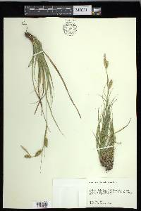 Carex cherokeensis image