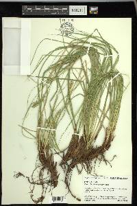 Carex cherokeensis image