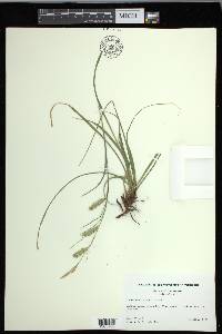 Carex cherokeensis image