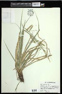 Carex cherokeensis image