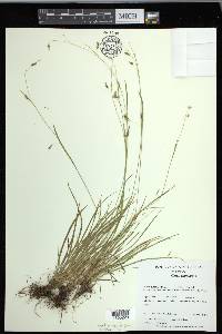 Carex capillaris image