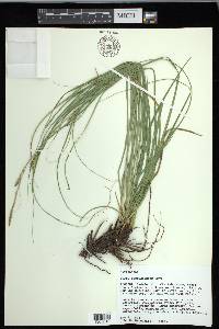 Carex cherokeensis image