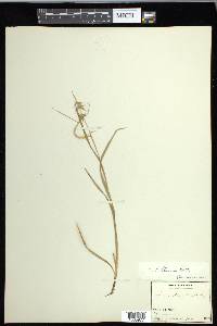 Carex collinsii image