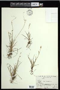 Carex capillaris image