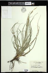 Carex cherokeensis image