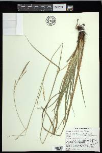 Carex cherokeensis image